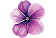 Flower Icon