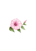 Flower Icon